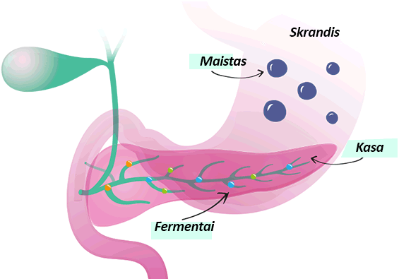 Graphic with stomach and pancreas